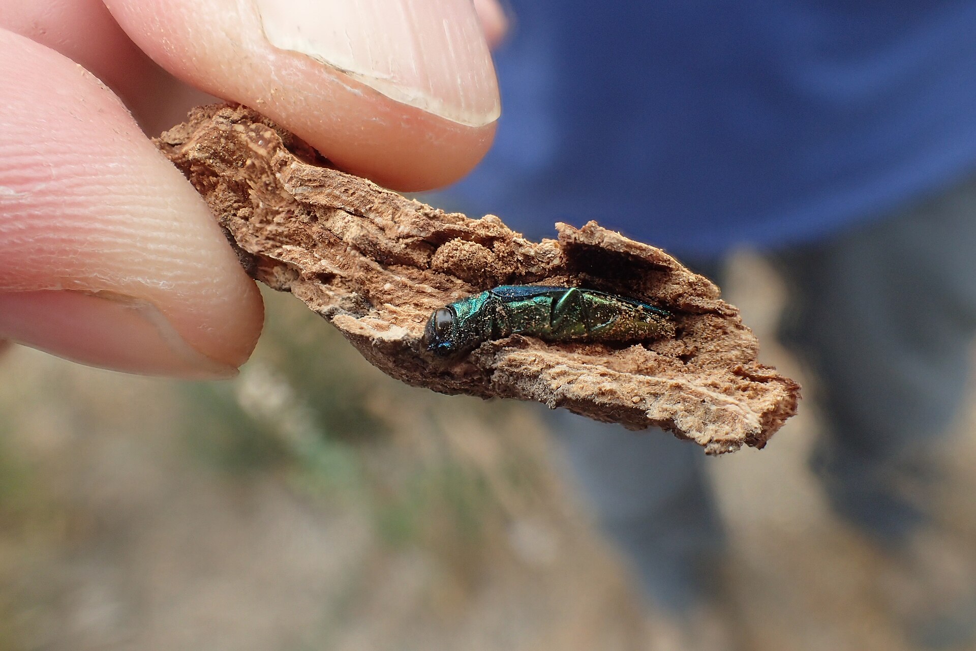 Emerald ash borer